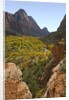Fremont Cottonwoods at Zion National Park by Anonymous