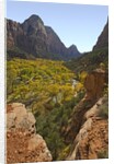 Fremont Cottonwoods at Zion National Park by Anonymous