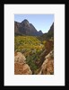 Fremont Cottonwoods at Zion National Park by Anonymous
