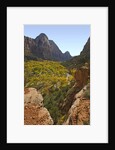 Fremont Cottonwoods at Zion National Park by Anonymous