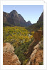 Fremont Cottonwoods at Zion National Park by Anonymous
