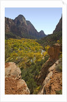 Fremont Cottonwoods at Zion National Park by Anonymous