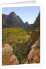 Fremont Cottonwoods at Zion National Park by Anonymous
