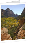 Fremont Cottonwoods at Zion National Park by Anonymous