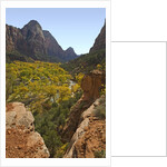 Fremont Cottonwoods at Zion National Park by Anonymous