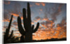 Saguaros at sunset by Anonymous