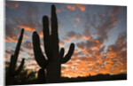 Saguaros at sunset by Anonymous