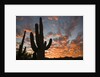 Saguaros at sunset by Anonymous