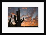 Saguaros at sunset by Anonymous