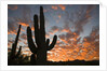 Saguaros at sunset by Anonymous