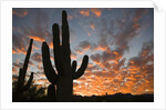 Saguaros at sunset by Anonymous