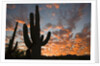 Saguaros at sunset by Anonymous