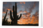 Saguaros at sunset by Anonymous