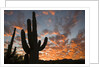 Saguaros at sunset by Anonymous