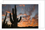 Saguaros at sunset by Anonymous