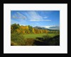 White Mountains by Anonymous