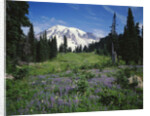 Paradise Meadow, Mount Rainier National Park by Anonymous