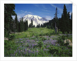 Paradise Meadow, Mount Rainier National Park by Anonymous