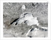 Severe Winter Covers Lake Superior in Sheets of Ice by Anonymous