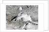 Severe Winter Covers Lake Superior in Sheets of Ice by Anonymous