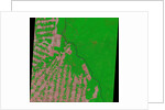 Deforestation in Rondonia State of Brazil by Anonymous