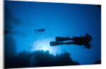 Scuba Divers Swimming near Reef by Anonymous