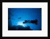 Scuba Divers Swimming near Reef by Anonymous