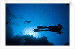 Scuba Divers Swimming near Reef by Anonymous