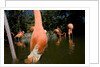 American Flamingos at Ardastra Gardens, Zoo, and Conservation Center by Anonymous