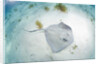 Southern Stingray at Stingray City by Anonymous