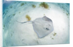 Southern Stingray at Stingray City by Anonymous