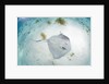 Southern Stingray at Stingray City by Anonymous