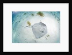 Southern Stingray at Stingray City by Anonymous