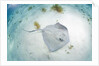 Southern Stingray at Stingray City by Anonymous