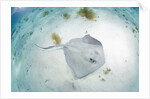 Southern Stingray at Stingray City by Anonymous