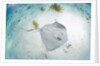 Southern Stingray at Stingray City by Anonymous