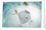 Southern Stingray at Stingray City by Anonymous
