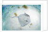 Southern Stingray at Stingray City by Anonymous