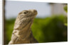 Lesser Caymans Iguana by Anonymous