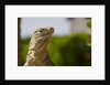 Lesser Caymans Iguana by Anonymous