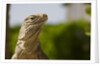 Lesser Caymans Iguana by Anonymous