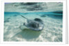 Southern Stingrays Swimming at Stingray City by Anonymous
