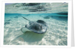 Southern Stingrays Swimming at Stingray City by Anonymous
