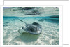Southern Stingrays Swimming at Stingray City by Anonymous