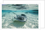 Southern Stingrays Swimming at Stingray City by Anonymous