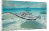 Southern Stingrays at Stingray City by Anonymous