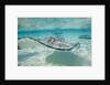 Southern Stingrays at Stingray City by Anonymous