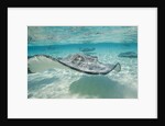 Southern Stingrays at Stingray City by Anonymous