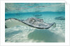 Southern Stingrays at Stingray City by Anonymous