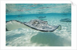 Southern Stingrays at Stingray City by Anonymous